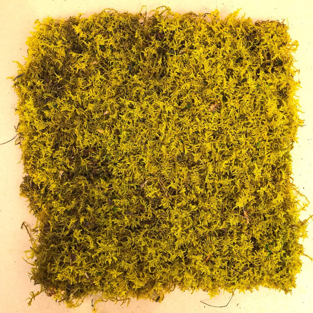 Bulk Wholesale Preserved Natural Sheet Moss Natural Green 
